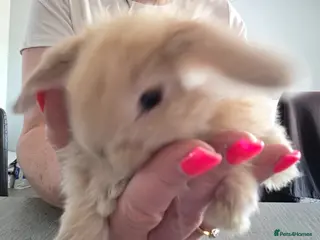 Mini Lop rabbits Baby mini lop bunnies mixed litter - Advert 11