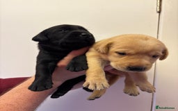 Labrador Retriever dogs for sale: Lovely KC Labrador retrievers  - Image 4