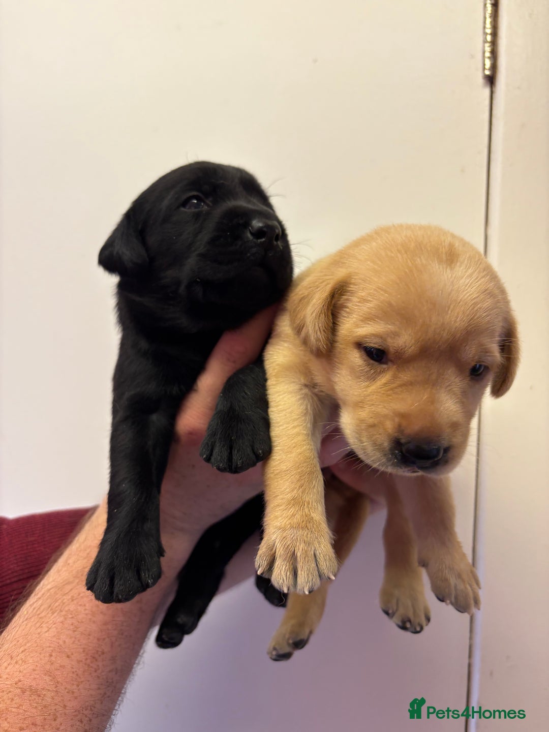 Labrador Retriever dogs for sale: Lovely KC Labrador retrievers  - Image 4