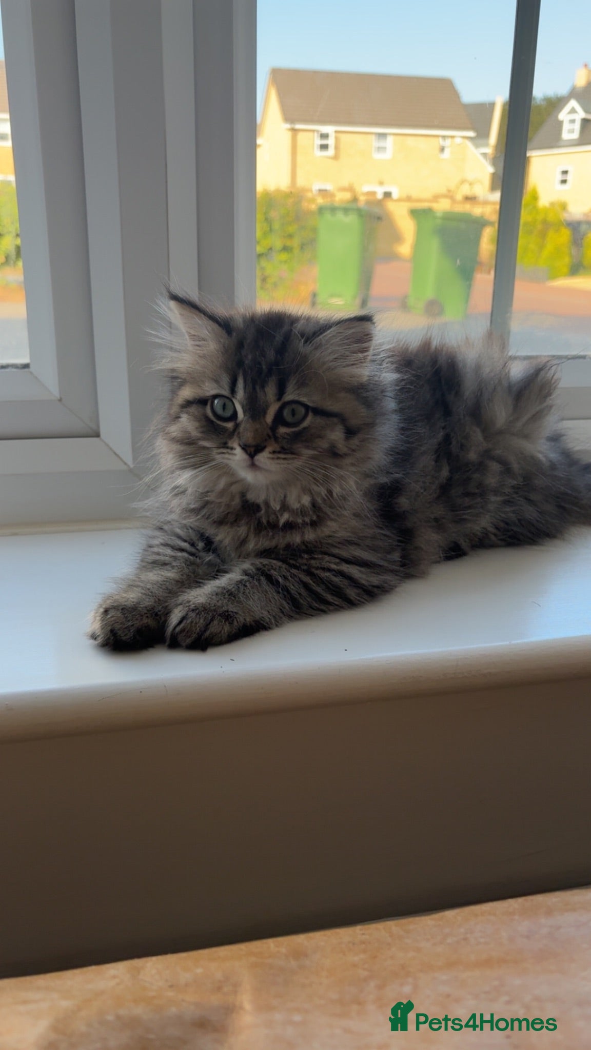 Persian cats Persian Chinchilla Male😻 - Advert 2