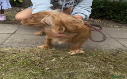 Mixed Breed dogs for sale: Golden Cocker Spaniel Female - Image 8