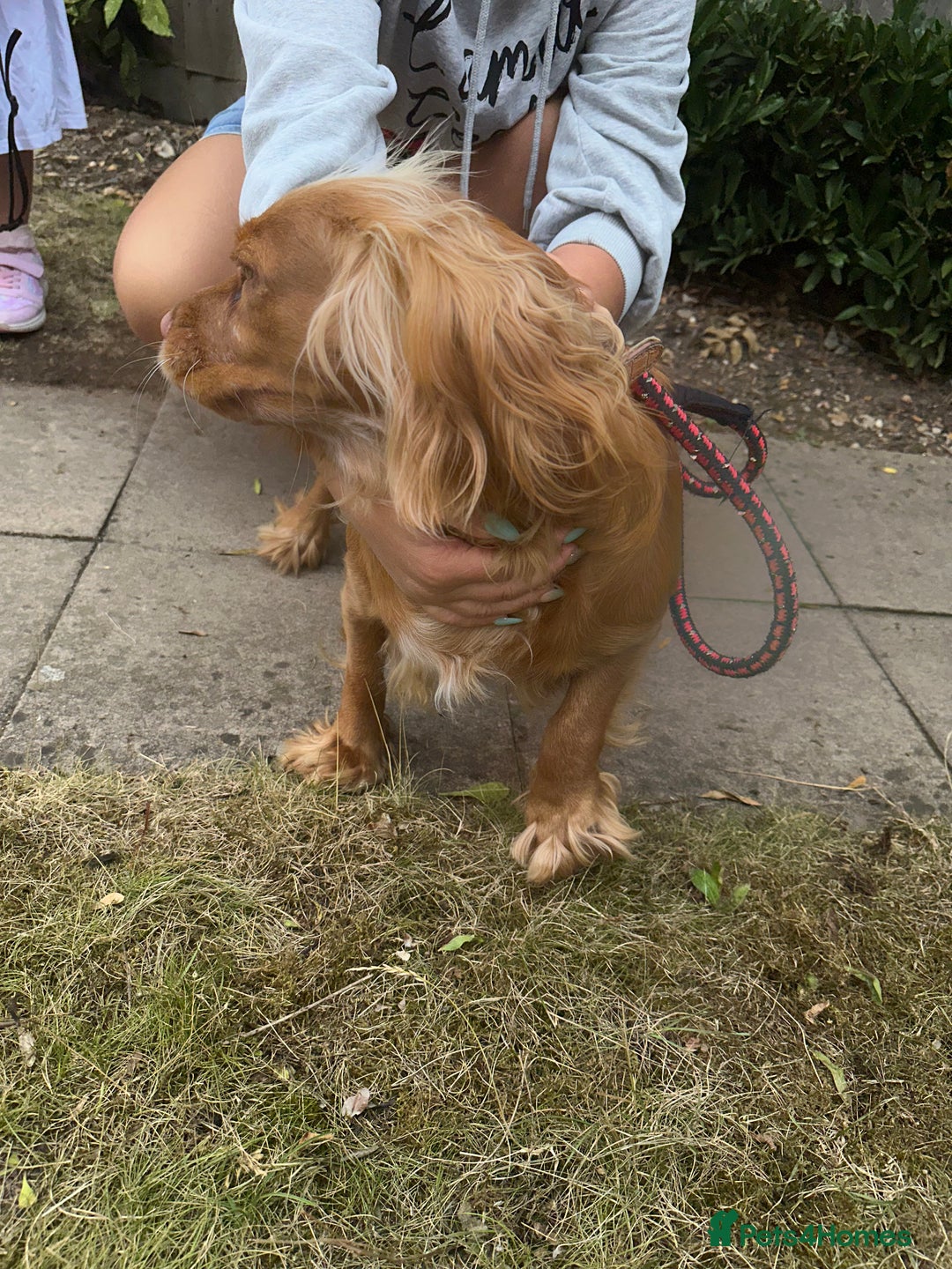 Mixed Breed dogs for sale: Golden Cocker Spaniel Female - Image 8