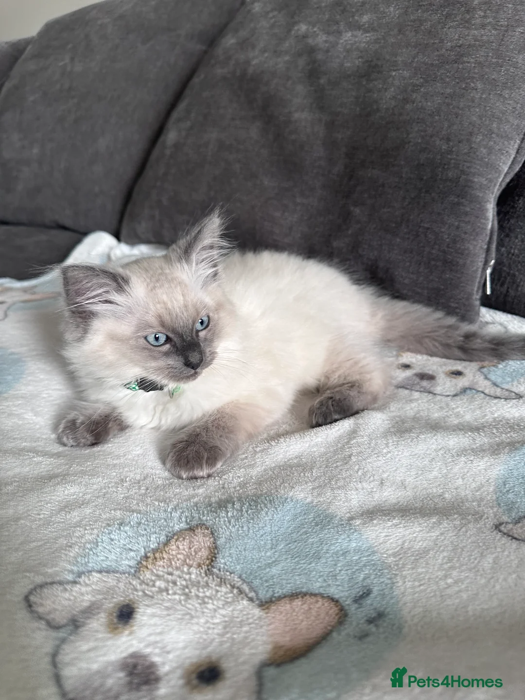 Ragdoll cats for sale: **REDUCED** Beautiful ragdoll kittens for sale  - Advert 2