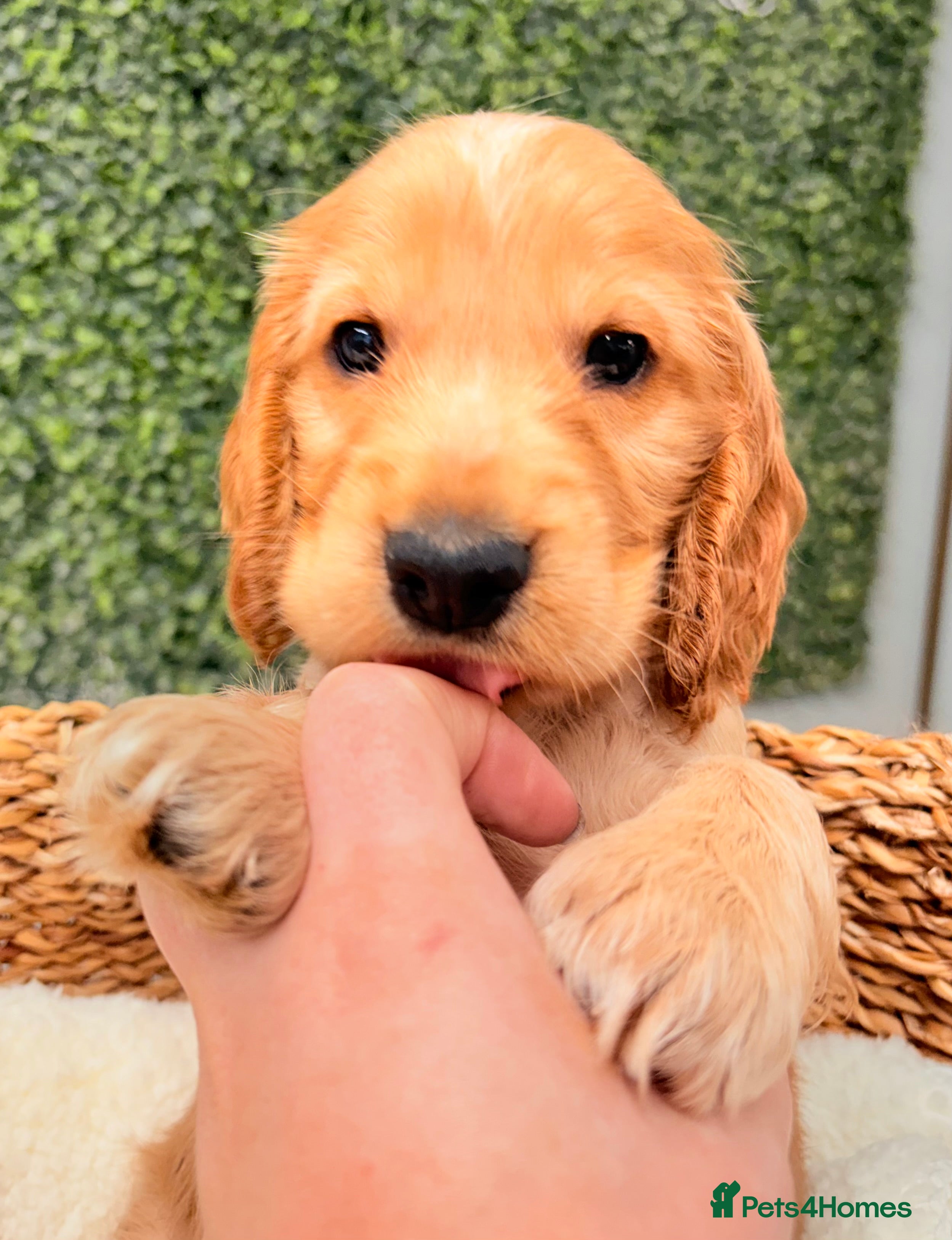 Cocker Spaniel dogs 🖤🤍 KC REG Show Cocker Spaniel Puppies For Sale - Advert 5