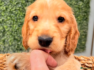 Cocker Spaniel dogs 🖤🤍 KC REG Show Cocker Spaniel Puppies For Sale - Advert 12