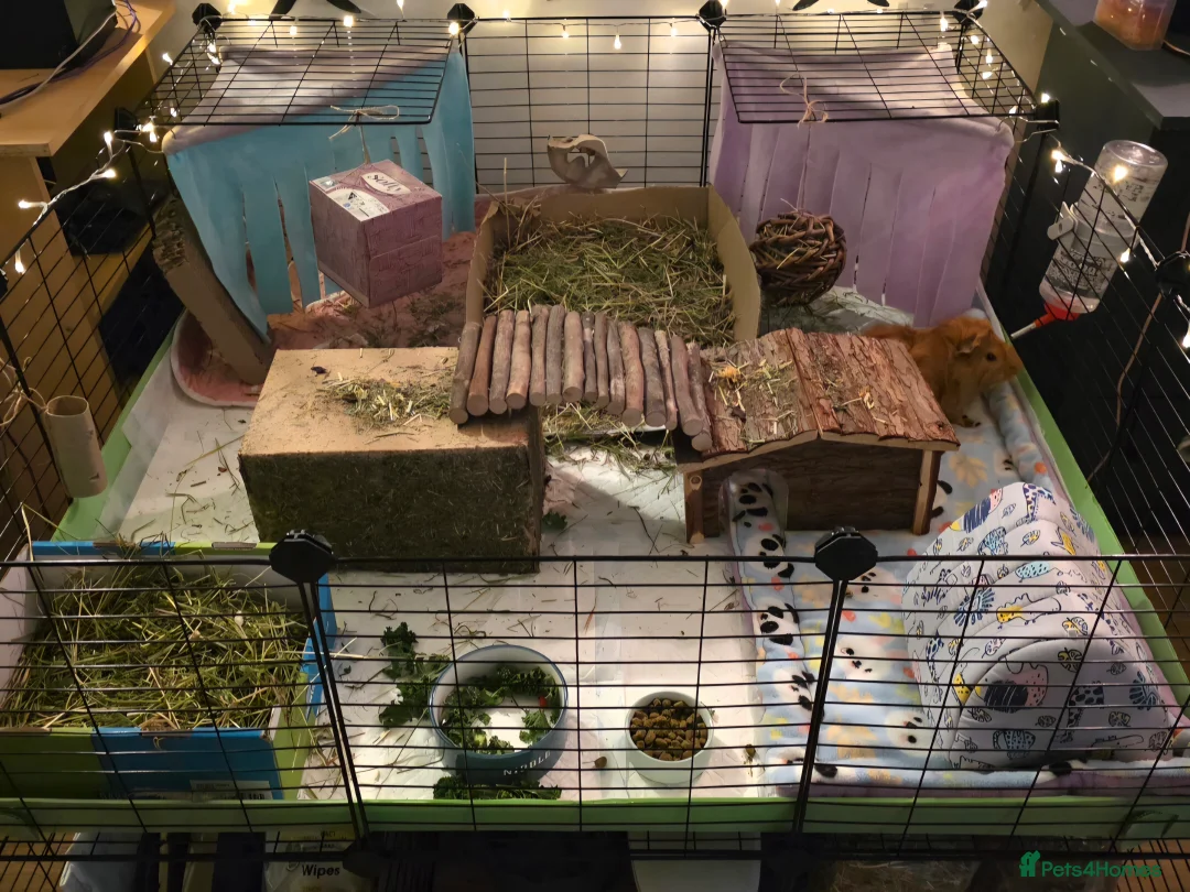 Guinea Pig rodents for sale: 2 male guinea pigs seeking forever home - Advert 2