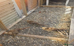 Pheasants poultry for sale: Golden pheasant  - Image 2