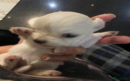 Chihuahua dogs for sale: Two white Chihuahua puppies  - Image 4