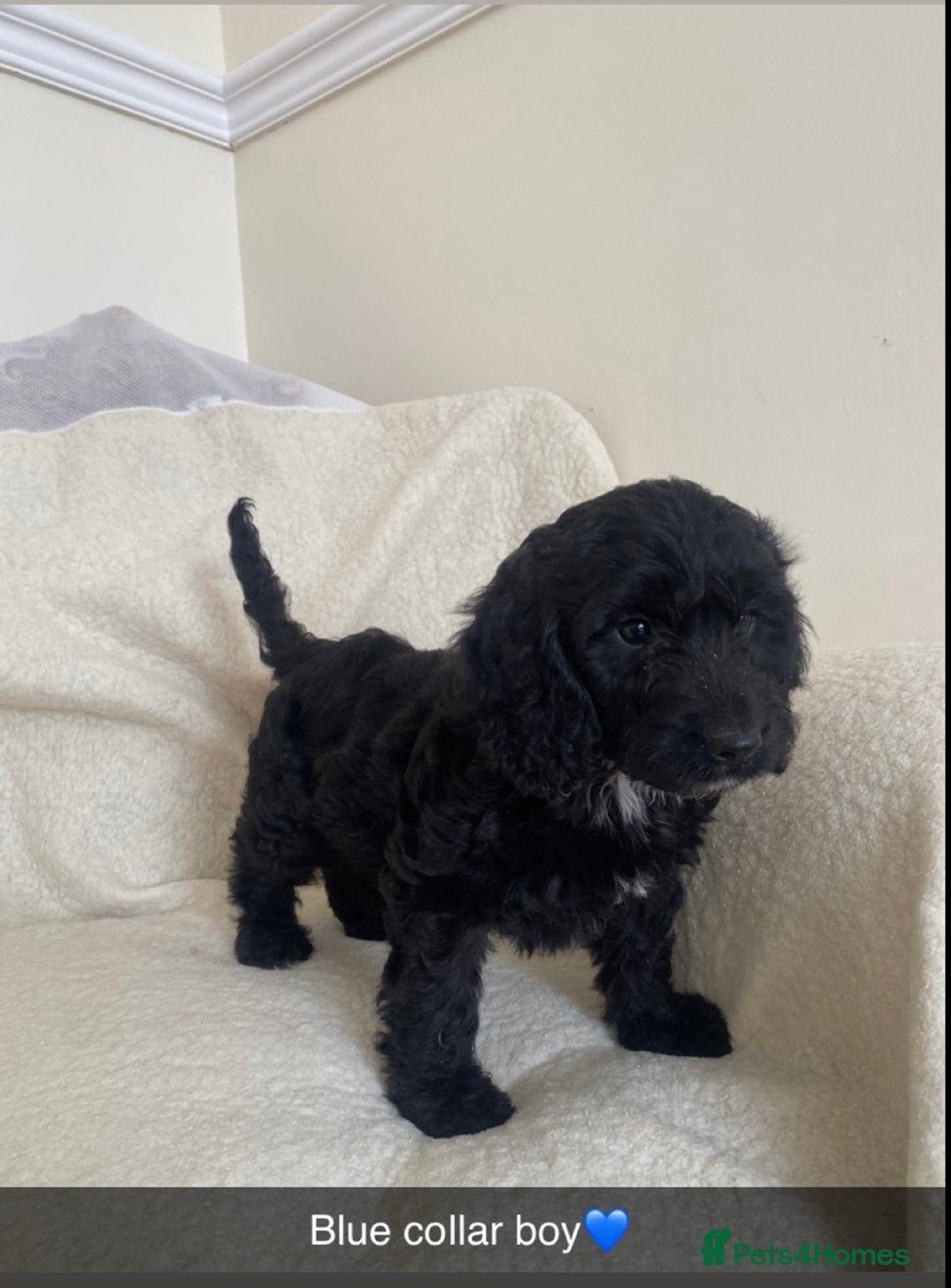 Cockapoo dogs for sale: 5 gorgeous cockapoo pups for sale  - Image 11