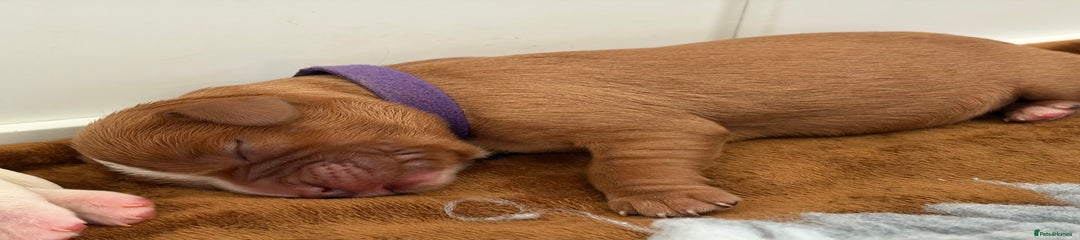 Cavalier King Charles Spaniel Puppy 4