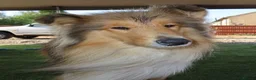 Rough Collie dogs for sale: Roughcollie girl for sale  in Worksop - Advert 3