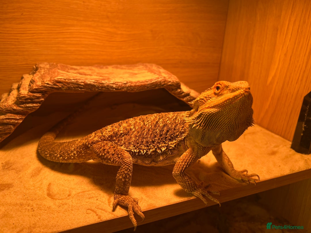 Bearded Dragon reptiles for sale: 1.5 year old Bearded dragon with kit - Image 6