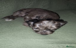 Cockapoo dogs for sale: F2b cockapoo puppies - Image 22