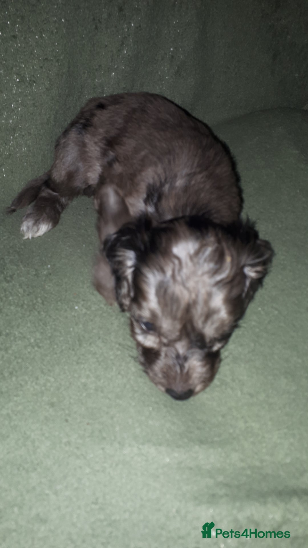 Cockapoo dogs for sale: F2b cockapoo puppies - Image 22