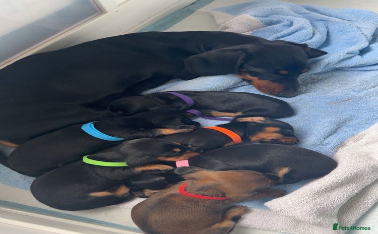 Miniature Dachshund dogs - Advert 2