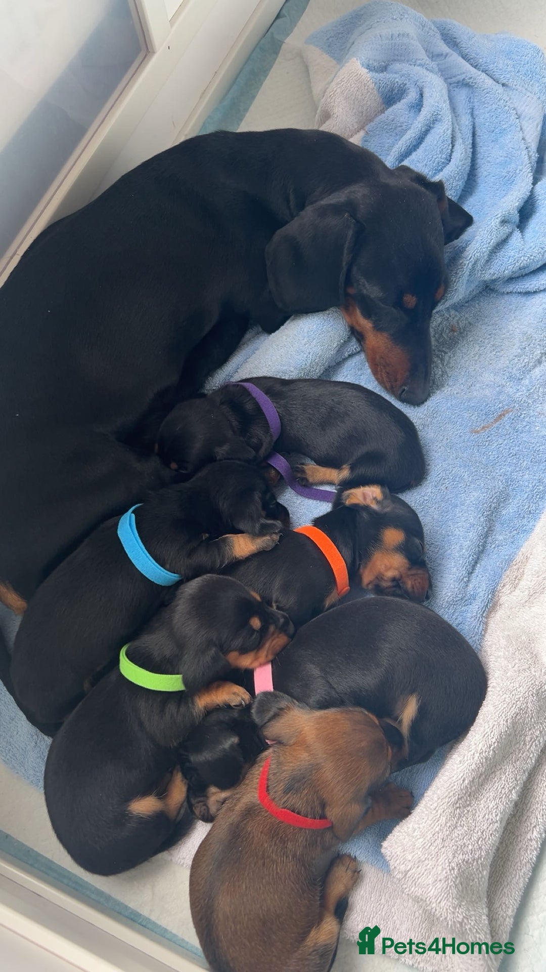 Miniature Dachshund dogs for sale: Miniature Dachshunds  - Image 1