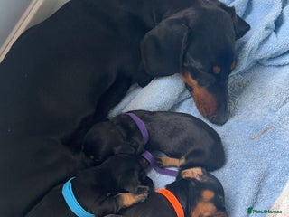 Miniature Dachshund dogs - Advert 12