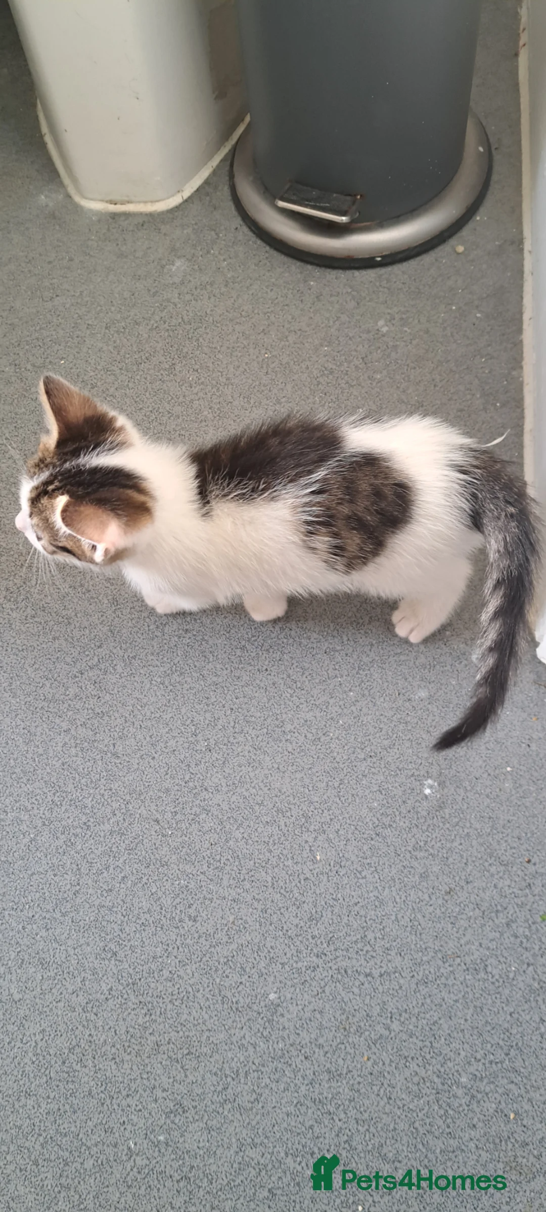 Mixed Breed cats for sale: Female kitten - Advert 3