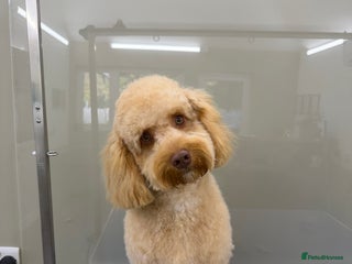 Cavapoo dogs 8 Month old apricot male cavapoo - Advert 1