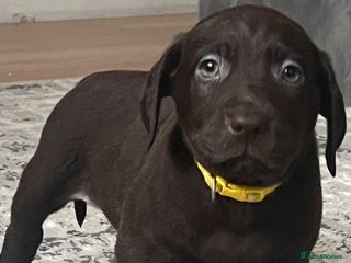 Labrador Retriever dogs Labrador puppies - Advert 15