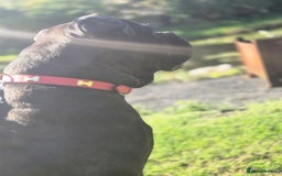 Cane Corso dogs for sale: Cane corso 3 year old male - Image 3