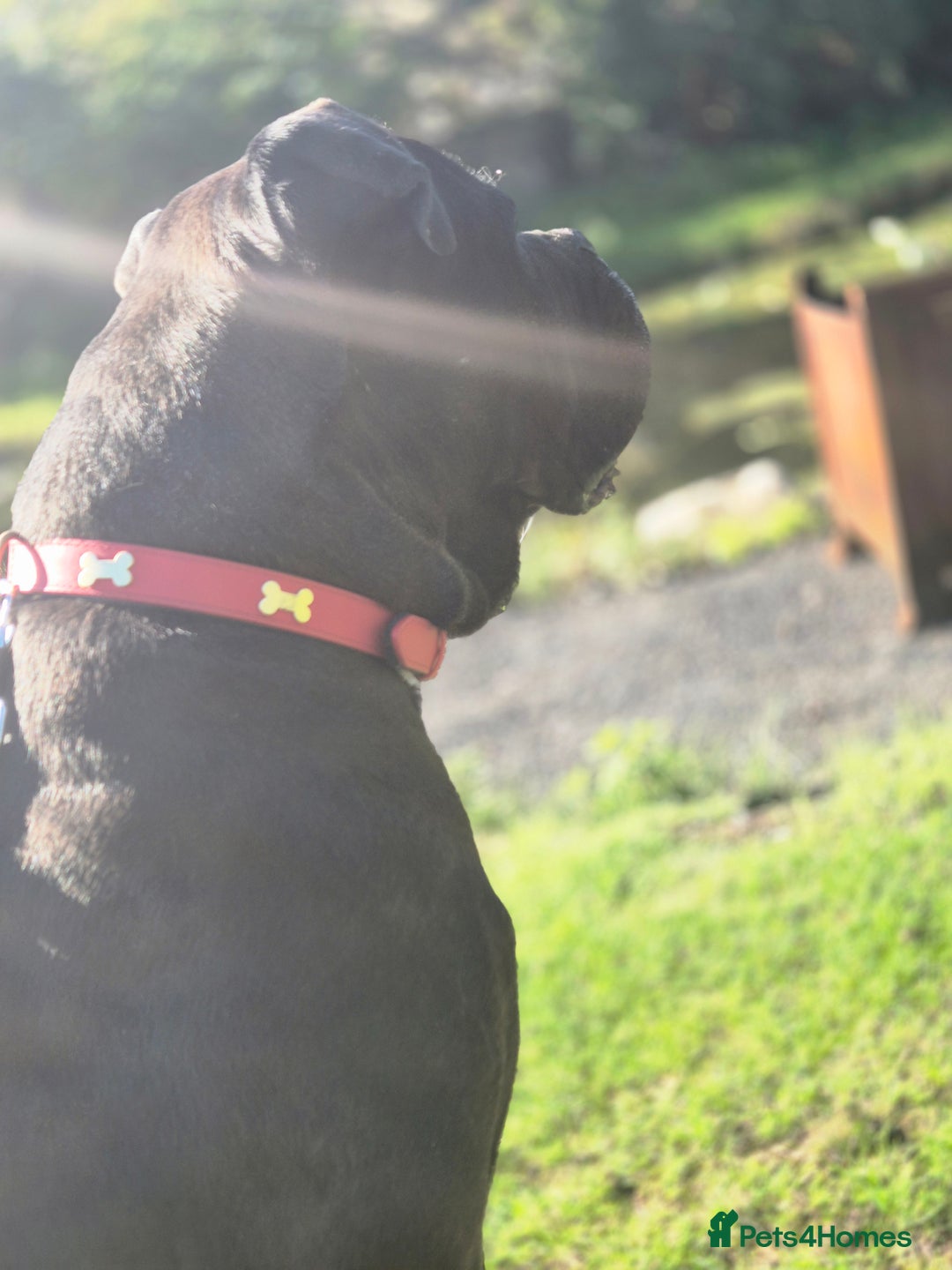 Cane Corso dogs for sale: Cane corso 3 year old male - Image 3