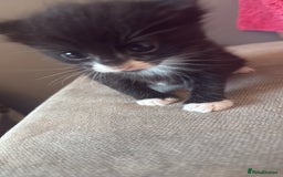 Mixed Breed cats for sale: Black female kitten  - Image 6