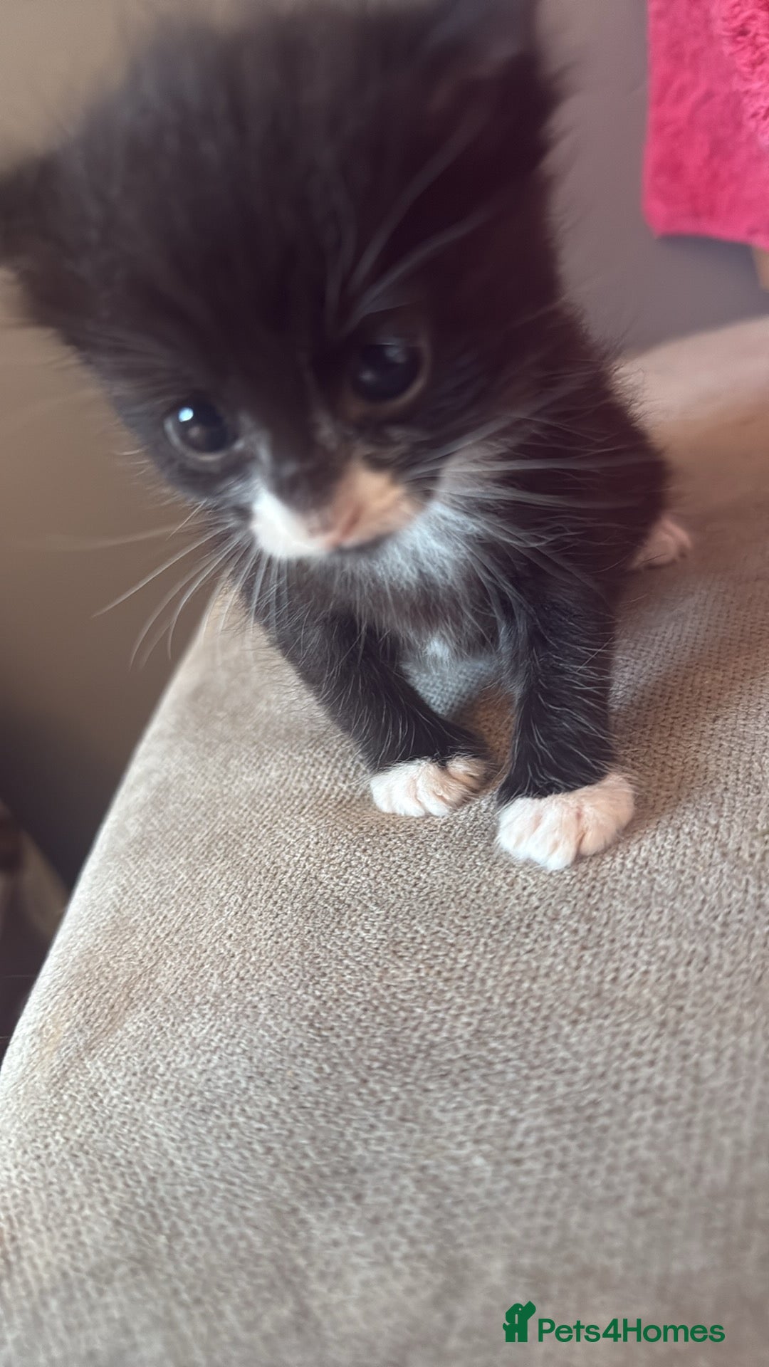 Mixed Breed cats for sale: Black female kitten  - Image 6