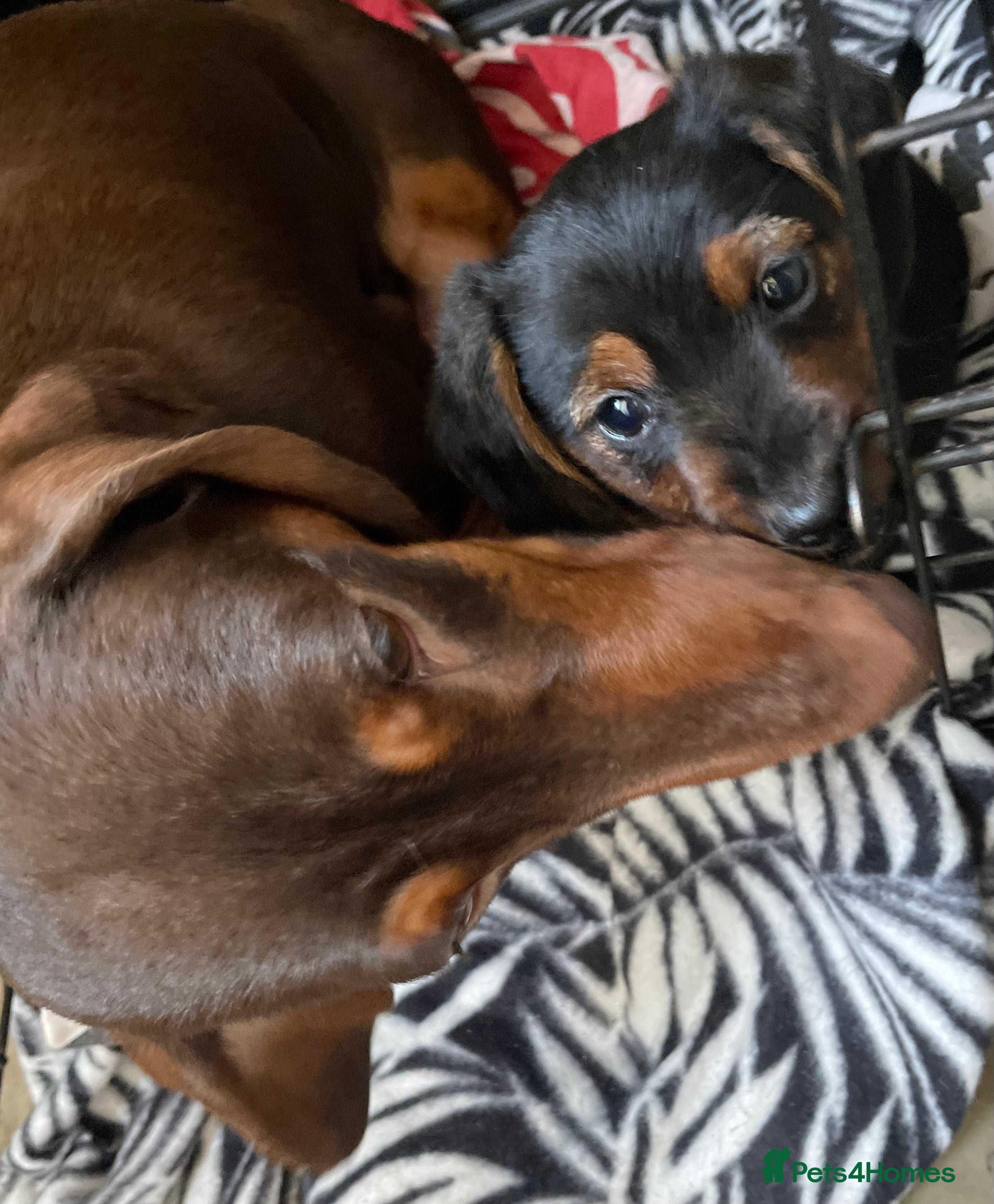 Mixed Breed dogs Dorkie boy puppy 😍 - Advert 2