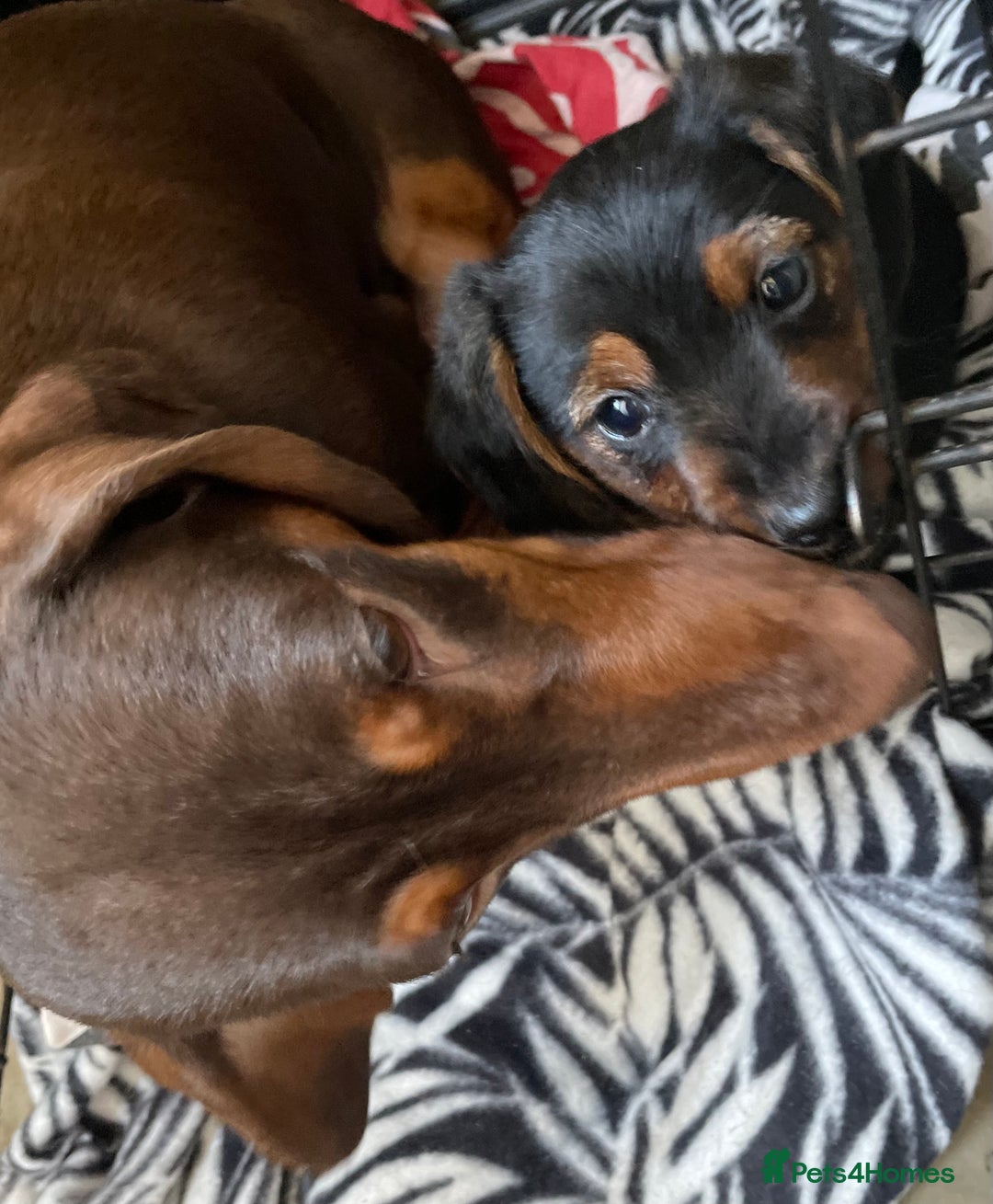 Mixed Breed dogs for sale: Dorkie boy puppy 😍 - Advert 2