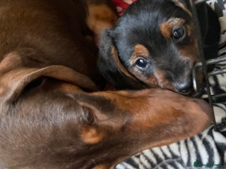 Mixed Breed dogs Dorkie boy puppy 😍 - Advert 2