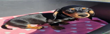 Dachshund 3