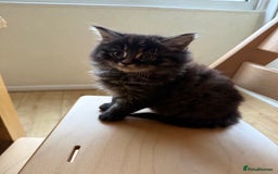 Mixed Breed cats for sale: Tabby - Image 5