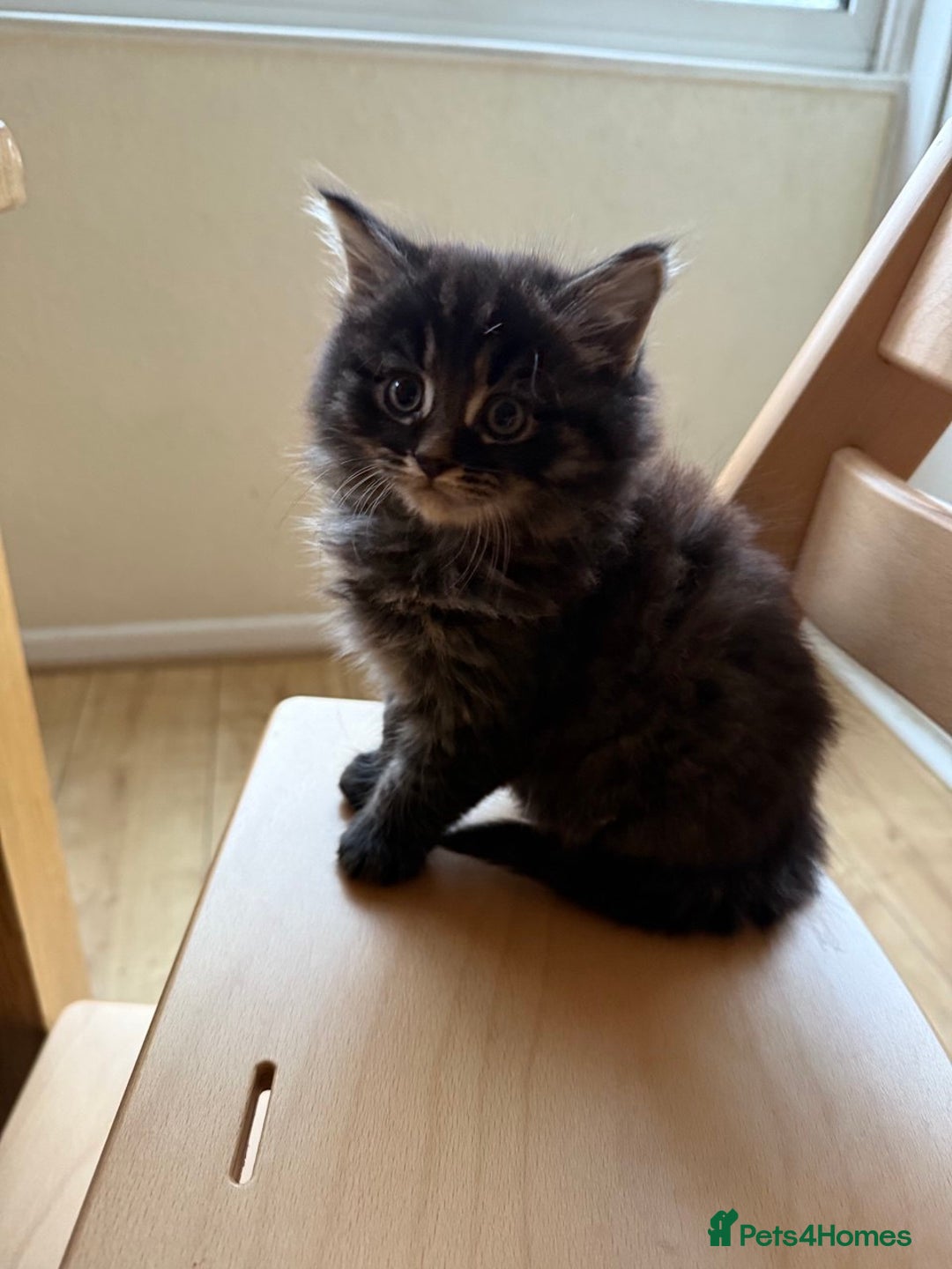 Mixed Breed cats for sale: Tabby - Image 5