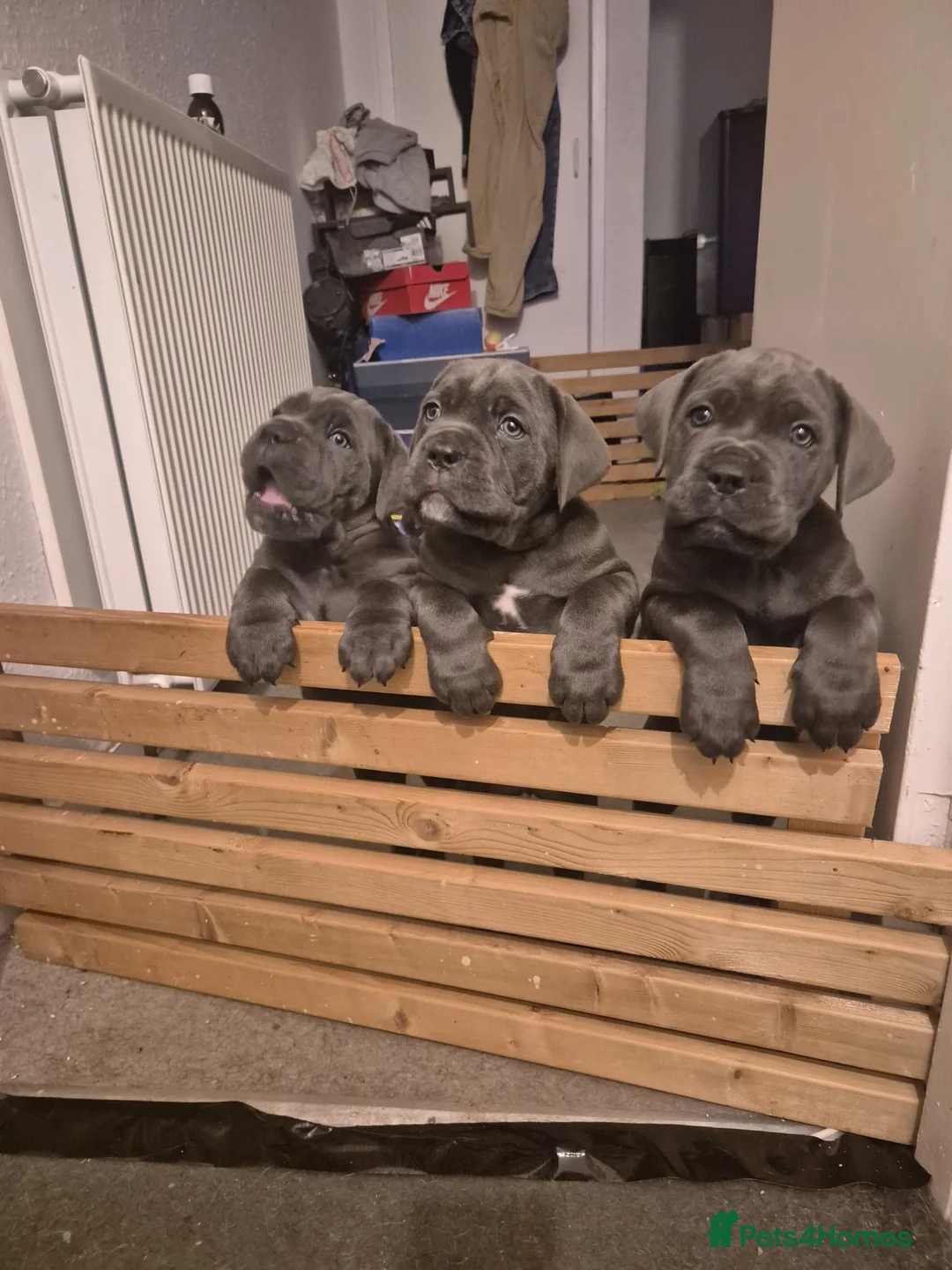 Cane Corso dogs for sale: Stunning Blue Cane Corso (blue) - Advert 11