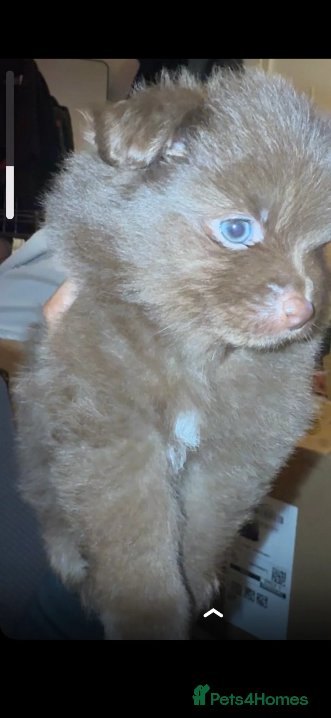 Pomeranian dogs for sale: Pomeranians - Advert 10