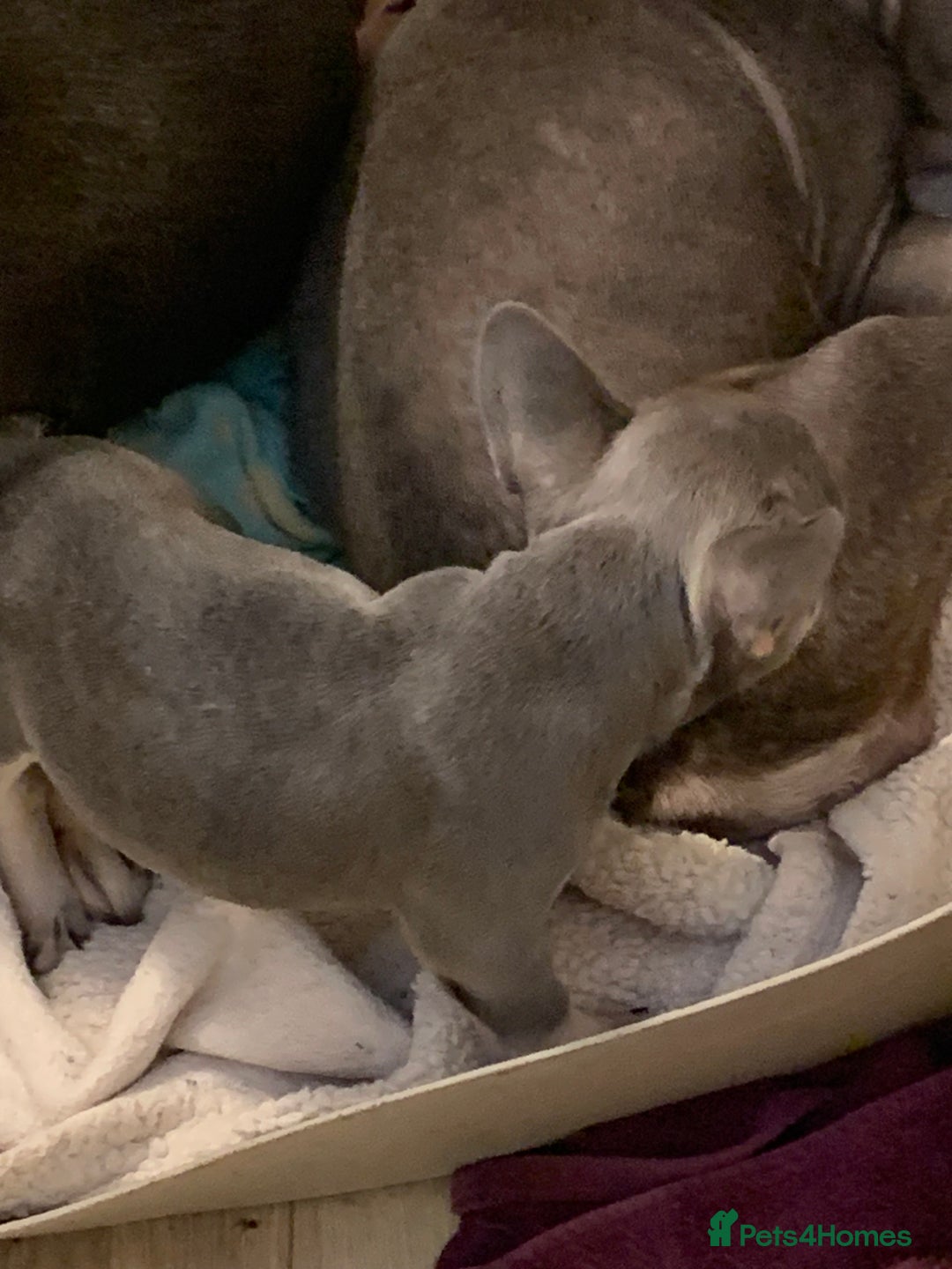 French Bulldog dogs for sale: KC LilacChocolate fully vaccinated health checked  - Image 4