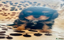 Cavalier King Charles Spaniel dogs for sale:  KC, Health Tested, ready to leave now  - Advert 13