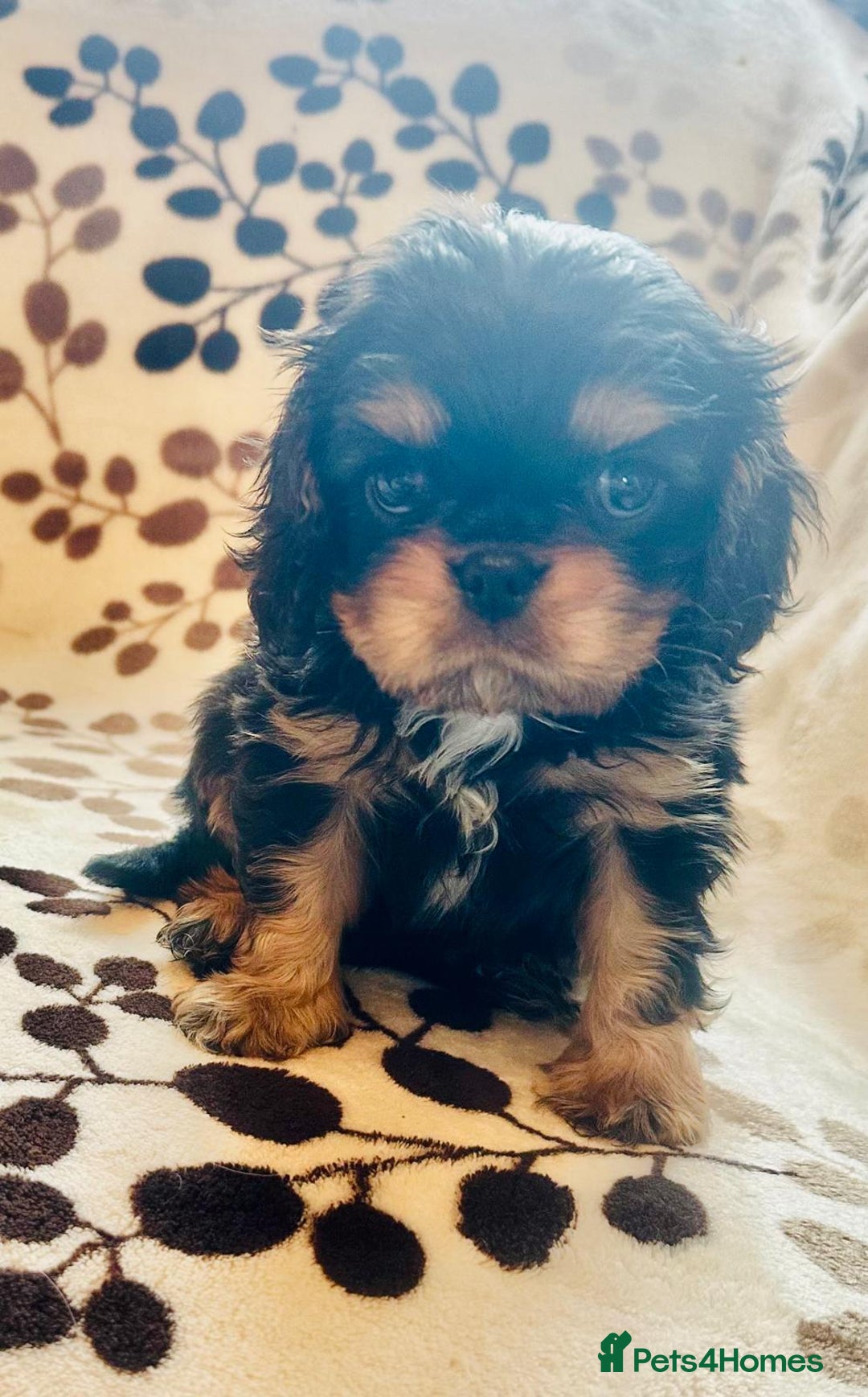 Cavalier King Charles Spaniel dogs for sale:  KC, Health Tested, ready to leave now  - Advert 13
