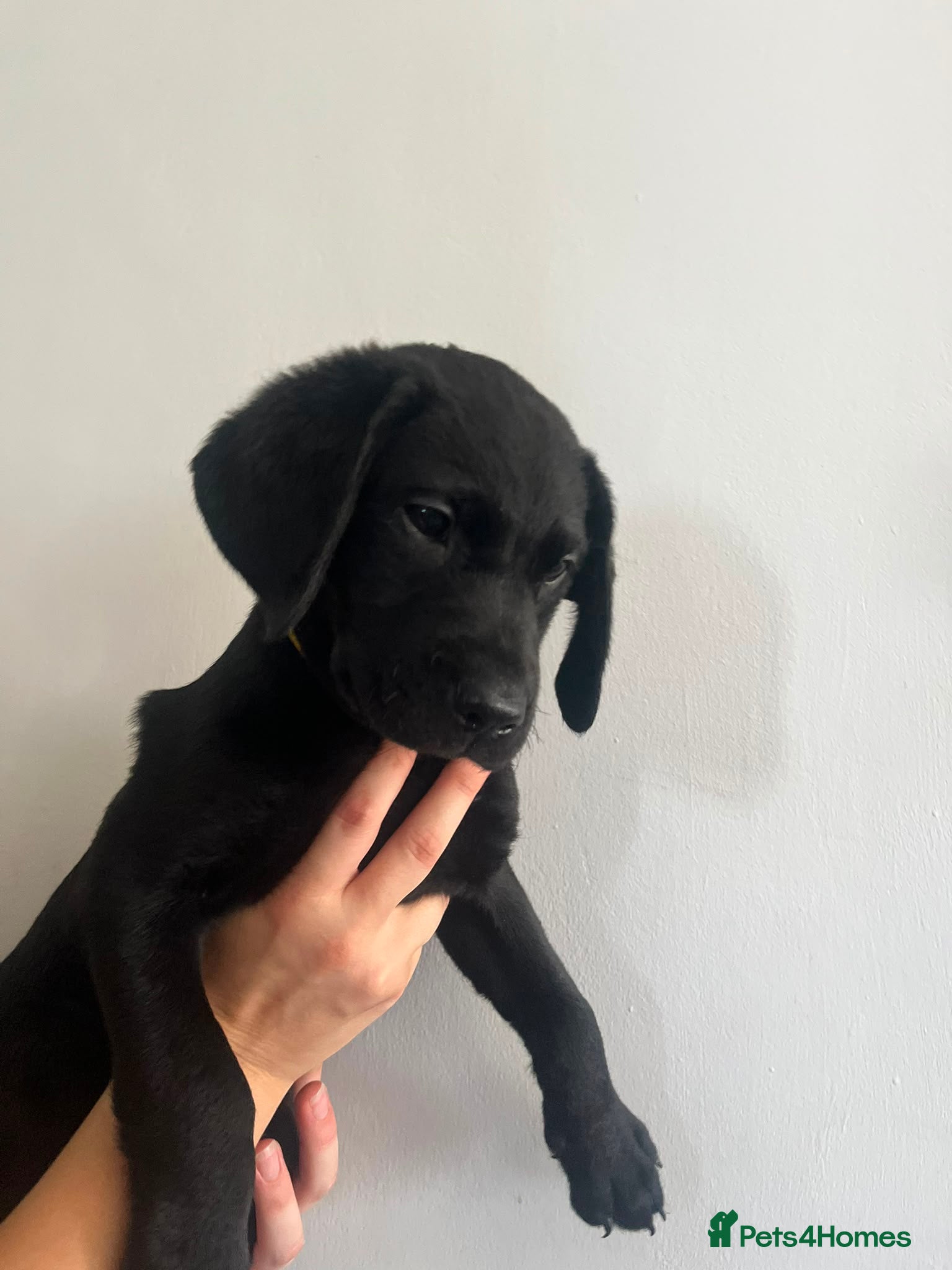 Labrador Retriever dogs READY NOW! Beautiful KC Labrador Puppies - Advert 1