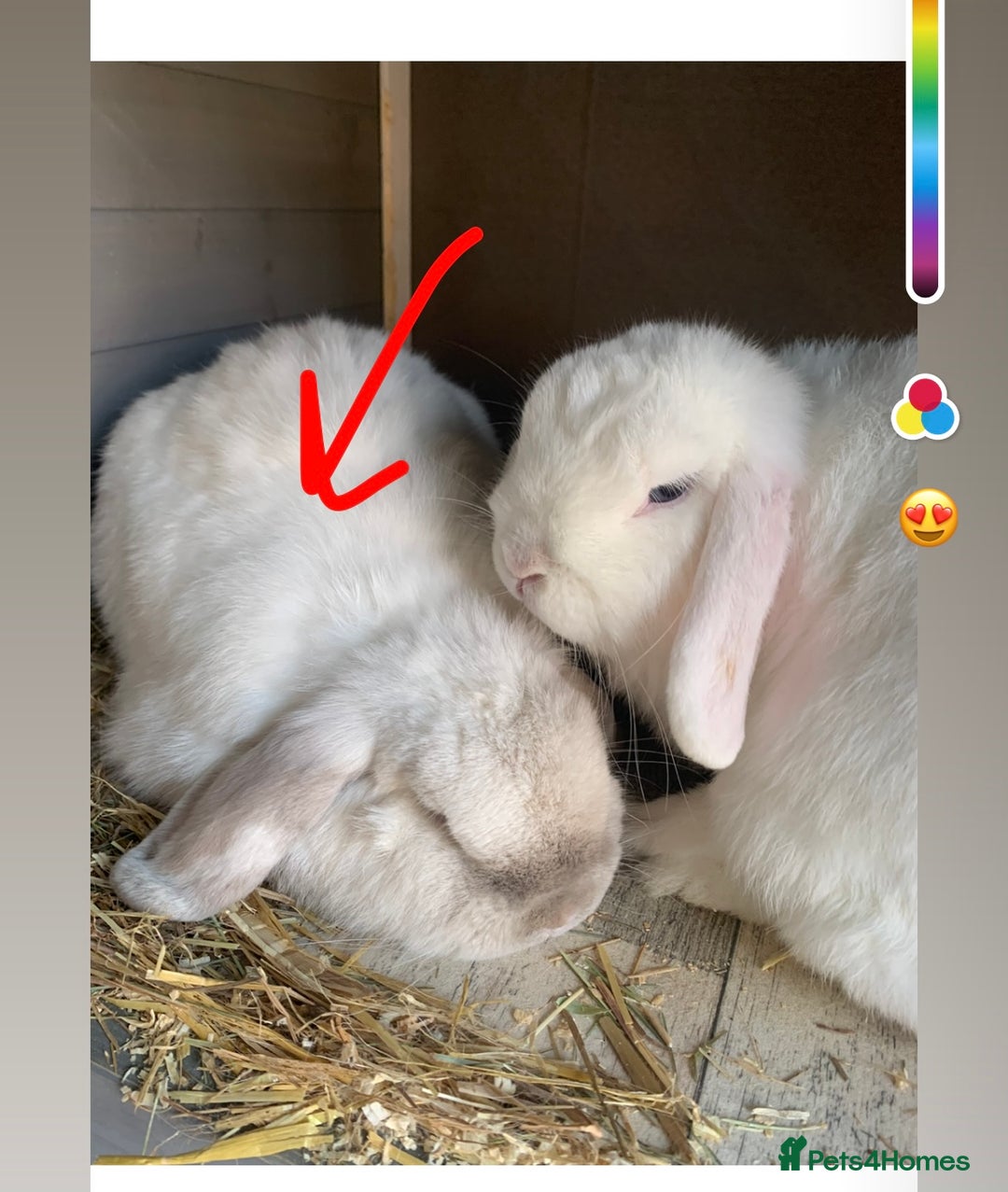 Mini Lop rabbits for sale: Male mini lop  - Image 7