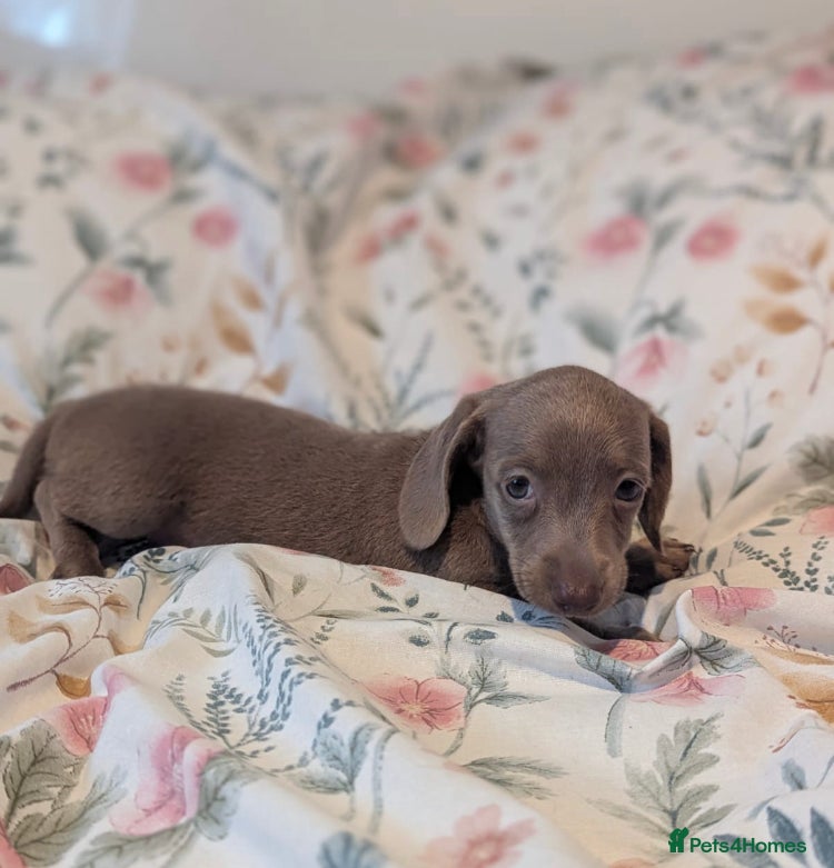 Miniature Dachshund dogs Miniature dachshund puppies  - Advert 10
