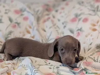 Miniature Dachshund dogs Miniature dachshund puppies - Advert 10