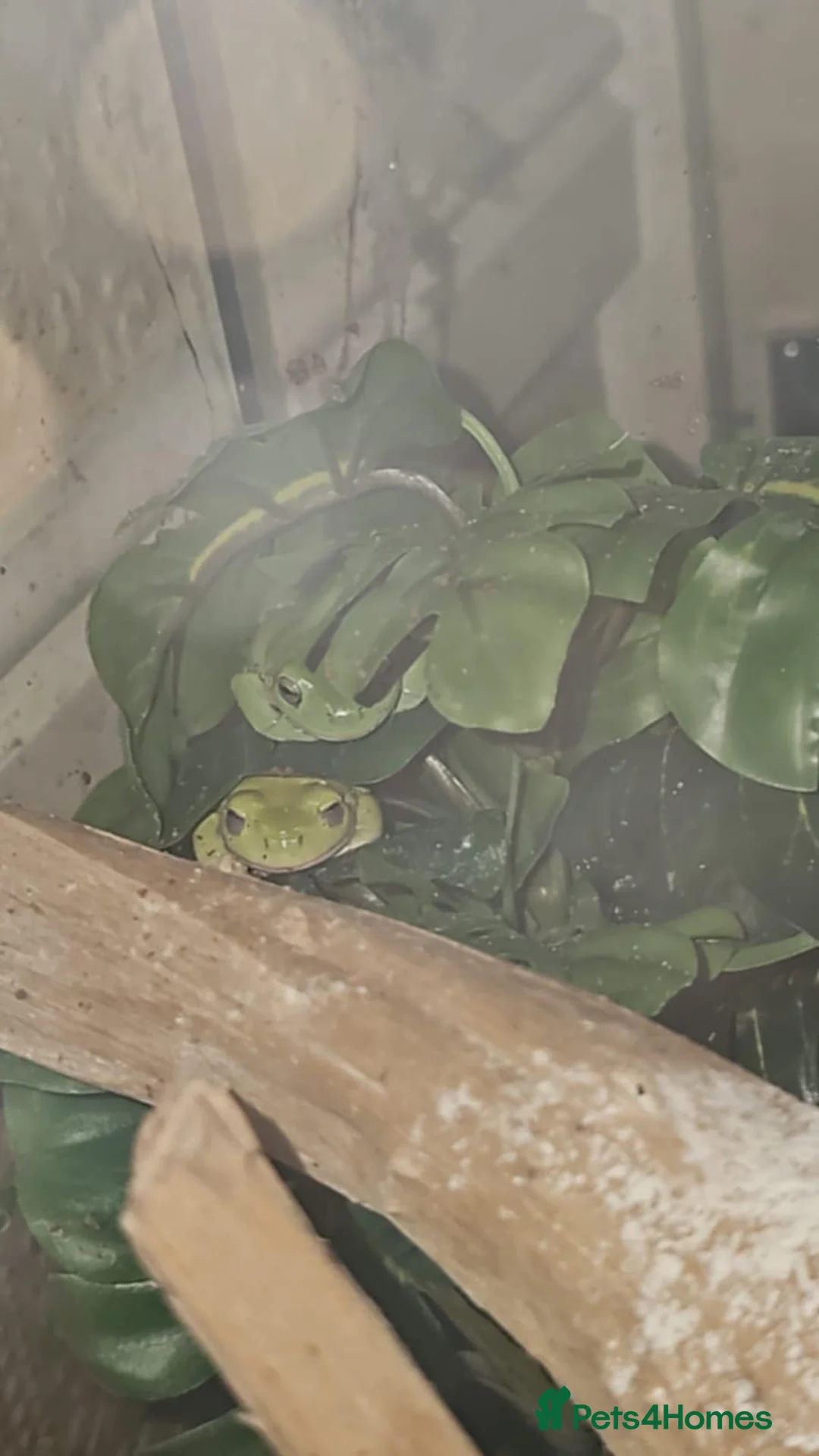 Frog reptiles for sale: White tree frogs with tank  - Advert 1