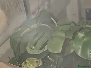 Frog reptiles White tree frogs with tank - Advert 1