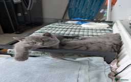 British Shorthair cats for sale: Pedigree British shorthair male - Image 5