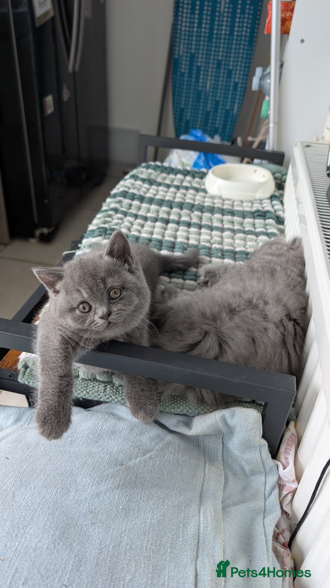 British Shorthair cats for sale: Pedigree British shorthair male - Image 5