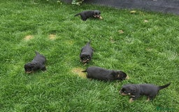 Rottweiler dogs for sale: Rottweiler puppies  - Image 2
