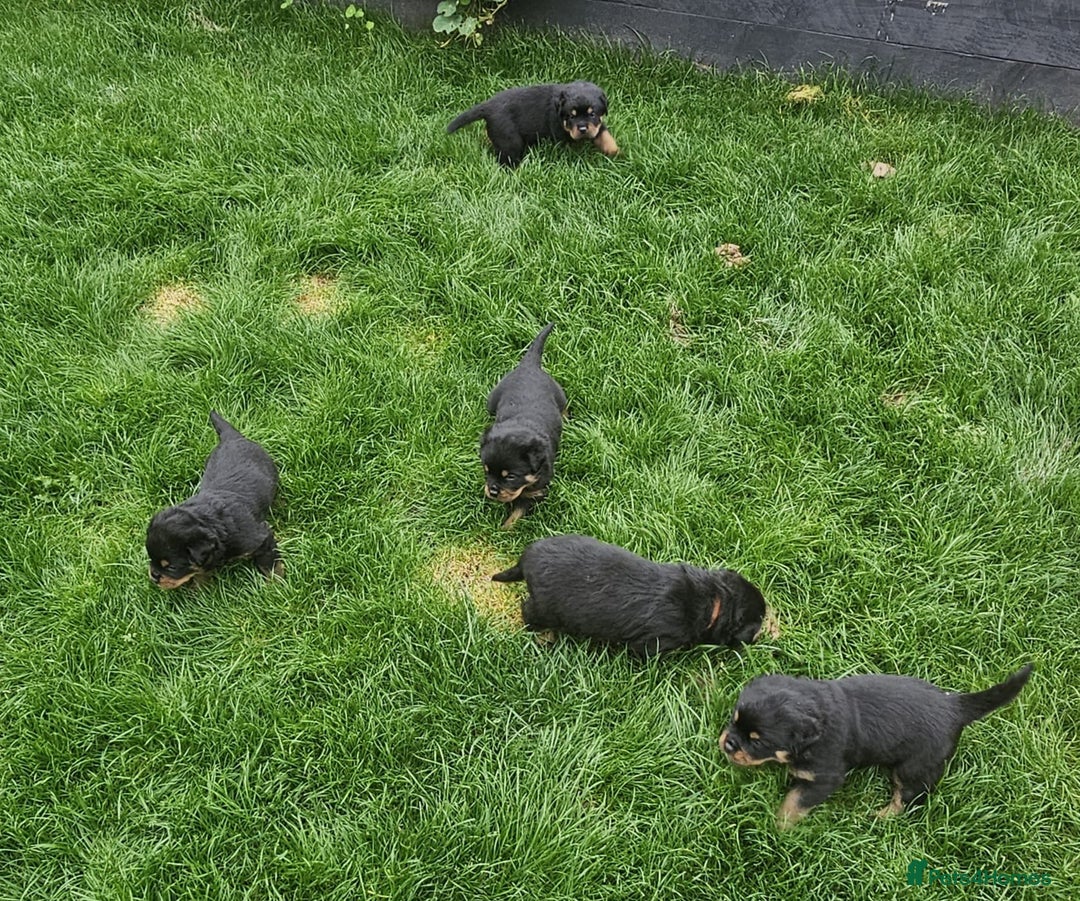 Rottweiler dogs for sale: Rottweiler puppies  - Image 2