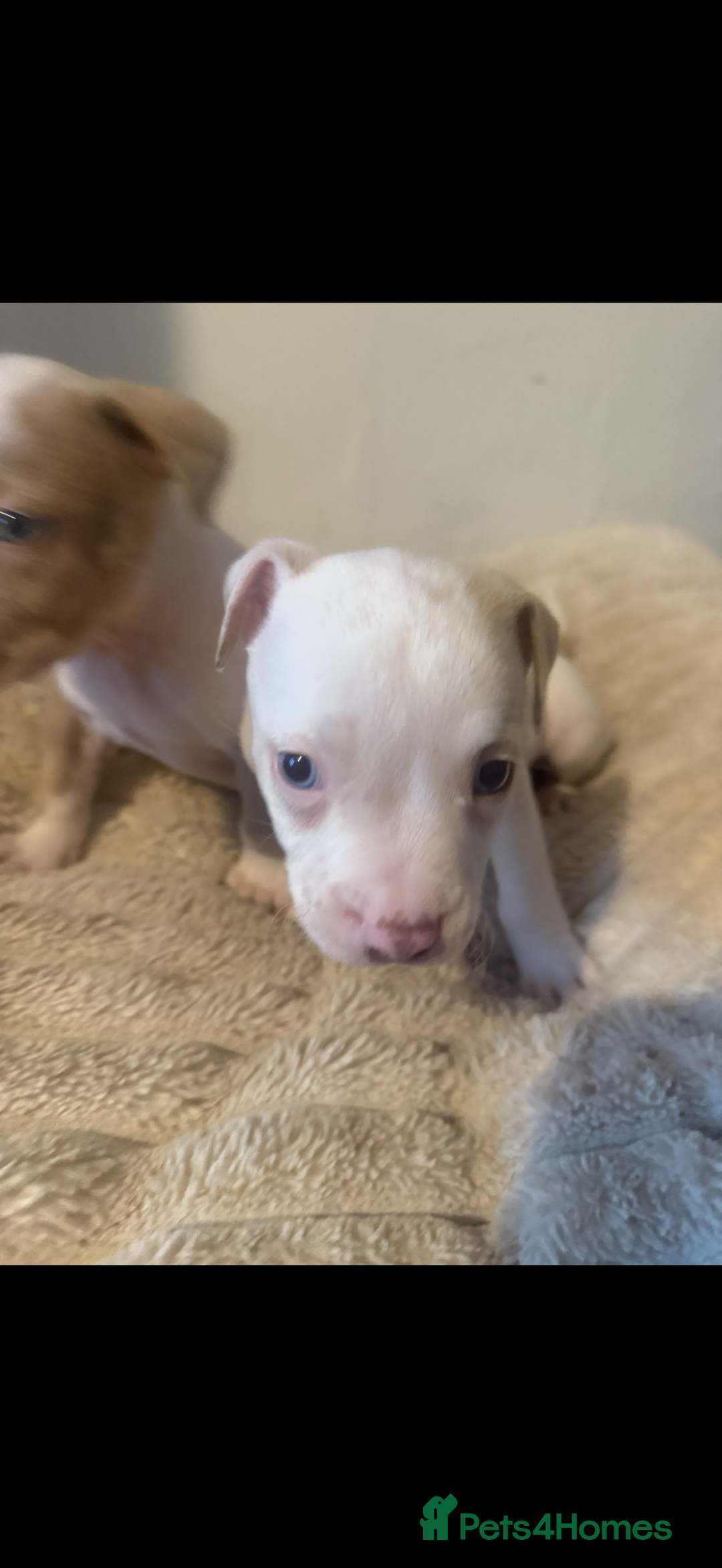 Mixed Breed dogs for sale: 7 Gorgeous Lurcher x Pocket Bully Pups  - Advert 27